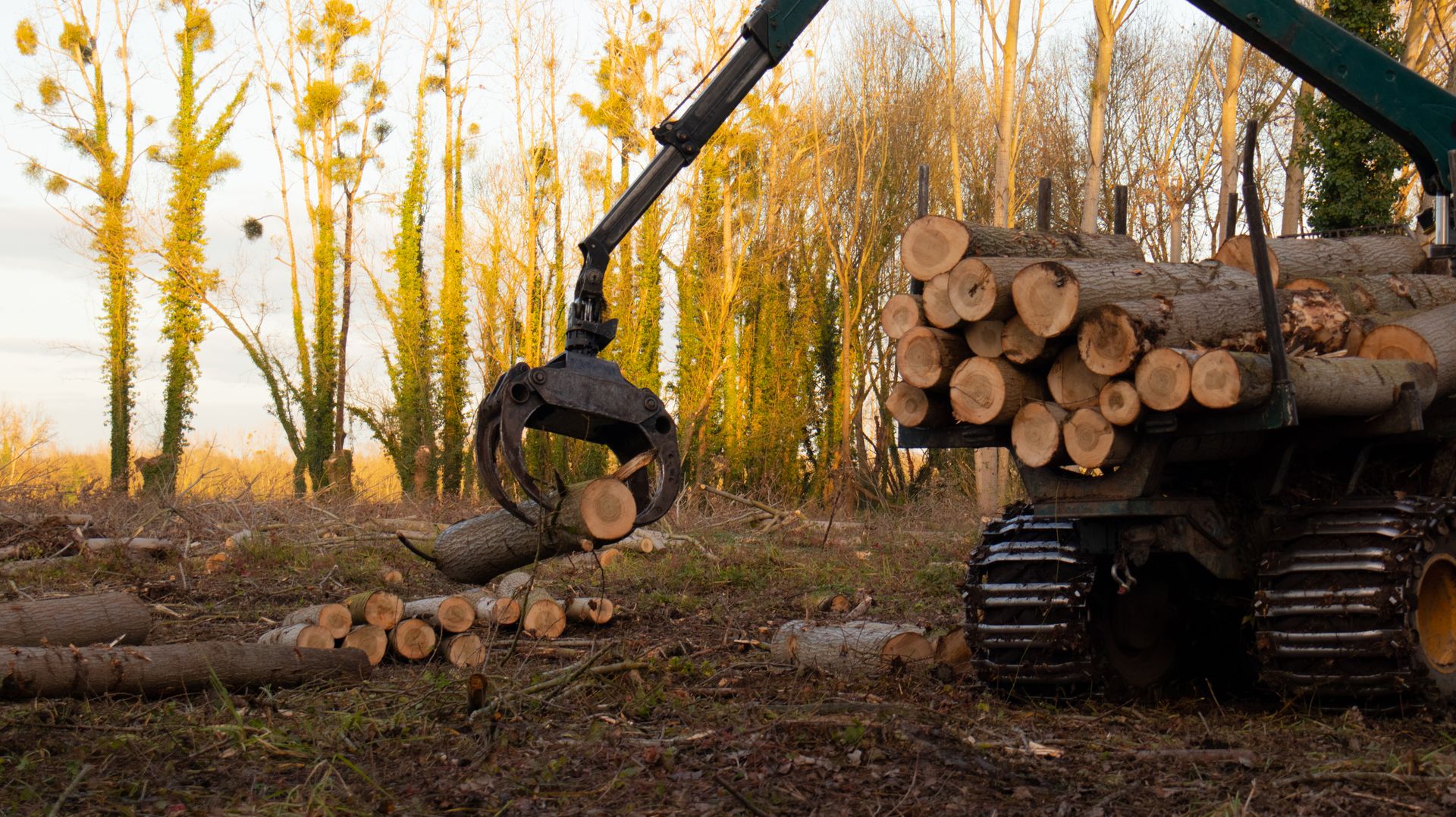 ©CTPhotos ©CTPhotos